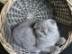 Scottie-Chausie Cats for sale in Los Angeles, CA, USA. price: NA