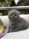 Scottish Fold Cats for sale in Morris Plains, NJ 07950, USA. price: $1,800