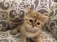 Scottish Fold Cats for sale in Tampa, FL, USA. price: NA