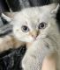Scottish Fold Cats for sale in Fort Myers, FL, USA. price: $700