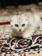 Scottish Fold Cats for sale in Dayton, OH, USA. price: $700
