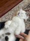 Scottish Fold Cats for sale in Dayton, OH, USA. price: $400