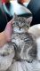 Scottish Fold Cats for sale in Dayton, OH, USA. price: $400