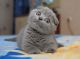 Scottish Fold Cats for sale in New York, NY 10011, USA. price: NA