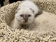 Scottish Fold Cats for sale in Reston, VA, USA. price: NA