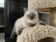 Scottish Fold Cats for sale in Reston, VA, USA. price: $1,200