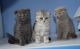 Scottish Fold Cats for sale in Portland, OR 97229, USA. price: $690