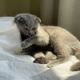 Scottish Fold Cats for sale in Denver, CO 80202, USA. price: $700