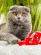 Scottish Fold Cats for sale in Naperville, IL, USA. price: $1,000