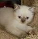 Scottish Fold Cats for sale in Reston, VA, USA. price: $800