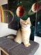 Scottish Fold Cats for sale in 2001 Bd Robert-Bourassa, Montréal, QC H3A 2A6, Canada. price: NA