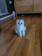 Scottish Fold Cats for sale in Buffalo Grove, IL, USA. price: $1,000