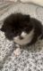 Scottish Fold Cats for sale in Harlingen, TX, USA. price: $700