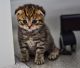 Scottish Fold Cats for sale in Orlando, FL 32837, USA. price: $1,000