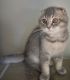 Scottish Fold Cats for sale in Seattle, WA, USA. price: NA