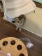 Scottish Fold Cats for sale in Milltown, NJ, USA. price: $1,400