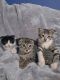Scottish Fold Cats for sale in Auburn, CA, USA. price: $300