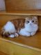 Scottish Fold Cats for sale in Concord, CA, USA. price: $1,200