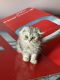 Scottish Fold Cats for sale in Richmond, IN 47374, USA. price: NA