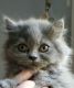 Scottish Fold Cats for sale in Auburn, WA, USA. price: $1,000