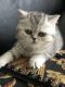 Scottish Fold Cats for sale in Aurora, IL, USA. price: $750