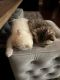Scottish Fold Cats for sale in Corona, CA, USA. price: NA