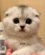 Scottish Fold Cats for sale in Vancouver, WA, USA. price: $1,600