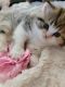 Scottish Fold Cats for sale in Downey, CA, USA. price: $1,900