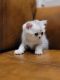 Scottish Fold Cats for sale in Plano, TX, USA. price: NA