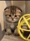 Scottish Fold Cats for sale in Antelope, CA, USA. price: NA