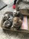 Scottish Fold Cats for sale in Aurora, IL, USA. price: $800
