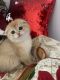 Scottish Fold Cats for sale in Philadelphia, PA, USA. price: $1,700