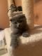 Scottish Fold Cats for sale in New Baltimore, MI 48047, USA. price: $1,300