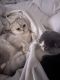 Scottish Fold Cats for sale in Sherman Oaks, Los Angeles, CA, USA. price: $1,200