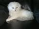 Scottish Fold Cats for sale in Hercules, CA, USA. price: NA