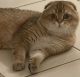 Scottish Fold Cats for sale in Irvine, CA, USA. price: $2,500