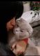 Scottish Fold Cats for sale in West New York, NJ 07093, USA. price: NA