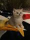 Scottish Fold Cats for sale in West Hollywood, CA, USA. price: $1,100