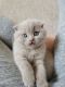 Scottish Fold Cats for sale in Burnsville, MN, USA. price: $1,800