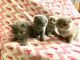 Scottish Fold Cats for sale in Philadelphia, PA, USA. price: NA