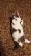 Scottish Fold Cats for sale in Redlands, CA 92373, USA. price: NA
