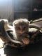 Scottish Fold Cats for sale in Durango, CO, USA. price: NA