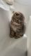 Scottish Fold Cats for sale in 267 Amityville St, Islip Terrace, NY 11752, USA. price: $1,000