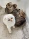Scottish Fold Cats for sale in 267 Amityville St, Islip Terrace, NY 11752, USA. price: $1,350