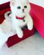 Scottish Fold Cats for sale in Kansas City, MO, USA. price: $1,700
