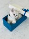 Scottish Fold Cats for sale in Kansas City, MO, USA. price: $1,700
