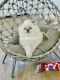 Scottish Fold Cats for sale in Charlottesville, VA, USA. price: $1,800