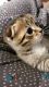 Scottish Fold Cats for sale in Sully Station, VA 20120, USA. price: NA