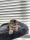 Scottish Fold Cats for sale in Prior Lake, MN, USA. price: $1,300