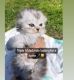 Scottish Fold Cats for sale in Bloomington, CA 92316, USA. price: NA